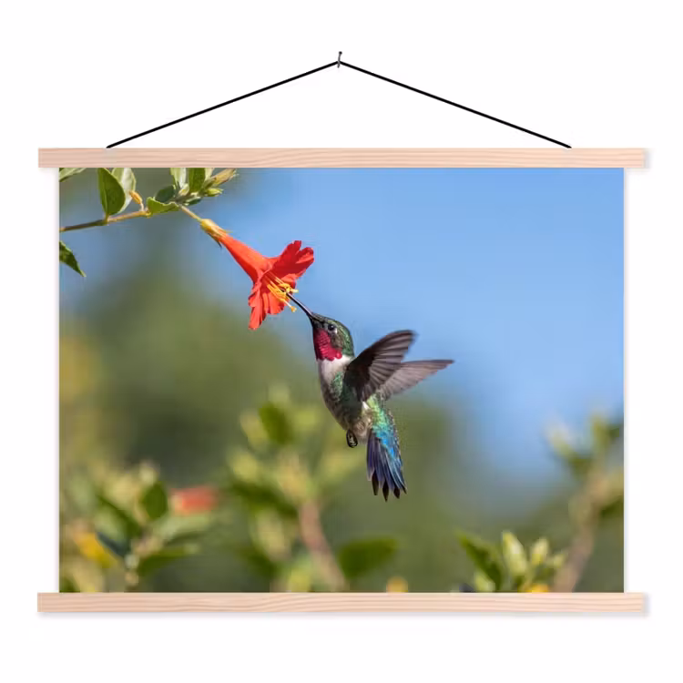 Kolibrie - Bloem - Natuur - Groen textielposter latten blank klein -3d