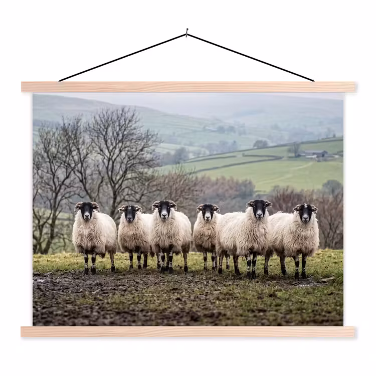 Schapen - Rij - Weide - Dieren - Platteland textielposter latten blank klein -3d
