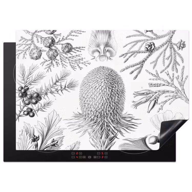 Coniferen - Ernst Haeckel - Kunst - Retro - Illustratie - Natuur Inductie beschermer vinyl 3mm middel -3d