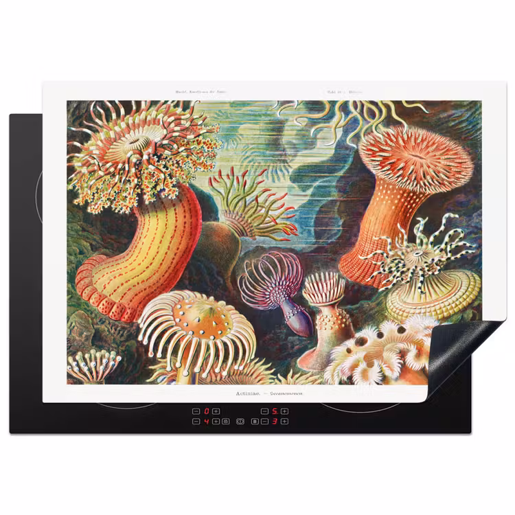 Ernst Haeckel - Anemoon - Retro - Natuur - Planten - Zee Inductie beschermer vinyl 3mm middel -3d