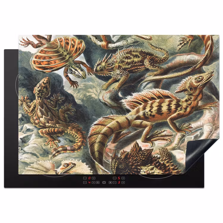 Vintage - Kunst - Ernst Haeckel - Salamanders - Dieren Inductie beschermer vinyl 3mm middel -3d