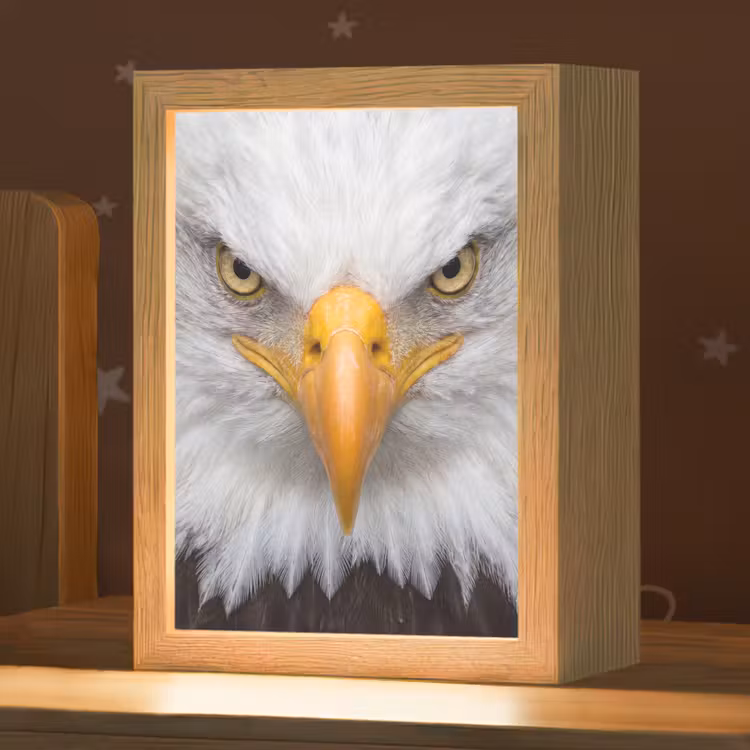 Amerikaans - Zeearend - Portret - Geel Light Box met kabel (Kinderlampje) klein -zzz_3d_website