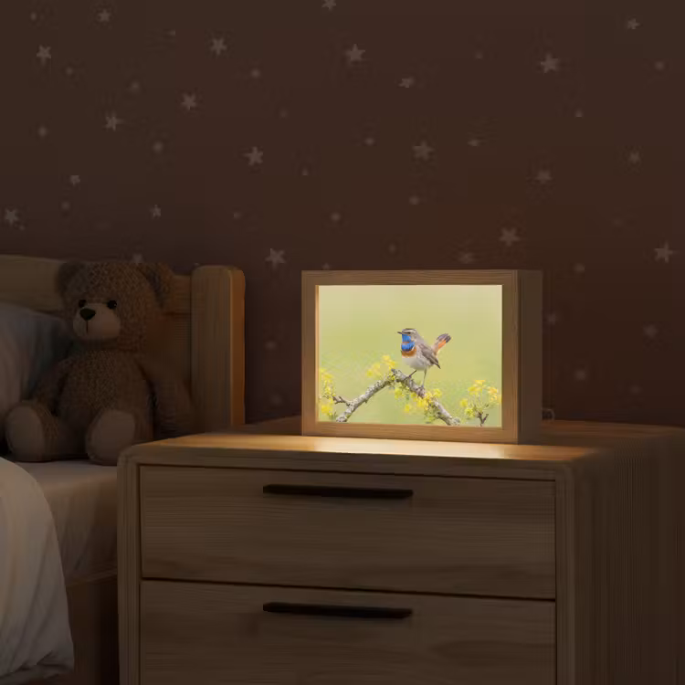 Vogel - Tak - Natuur - Kleurrijk Light Box met kabel (Kinderlampje) klein -sfeer1_kind