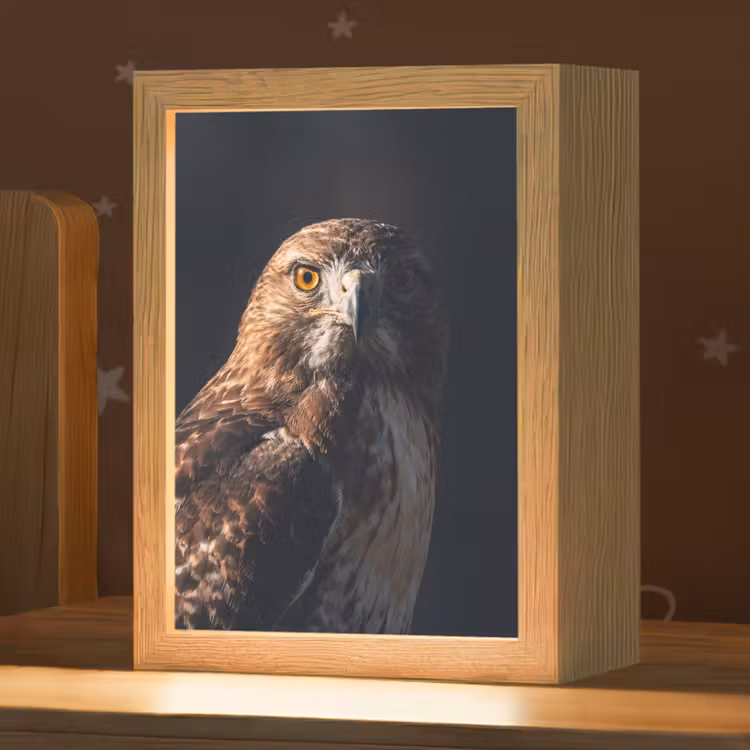 Roofvogel - Buizerd - Bruin Light Box met kabel (Kinderlampje) klein -zzz_3d_website