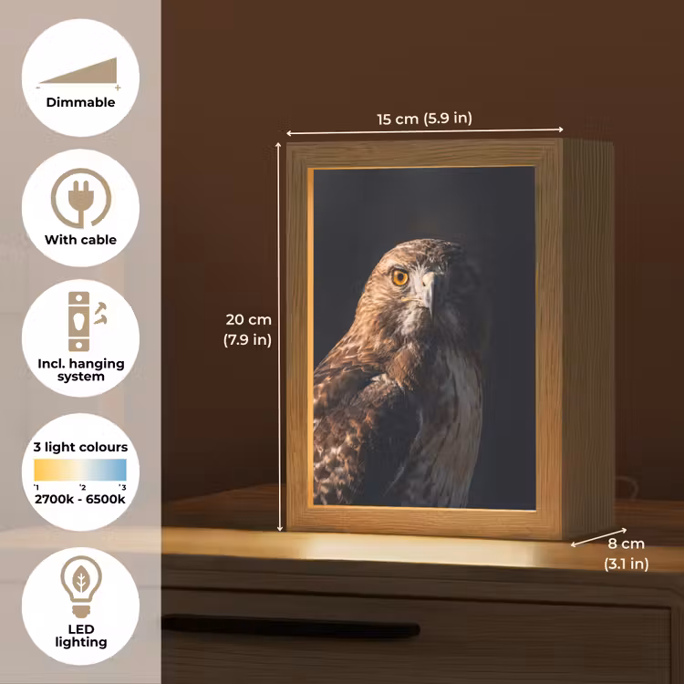 Roofvogel - Buizerd - Bruin Light Box met kabel (Kinderlampje) klein -USP_EN