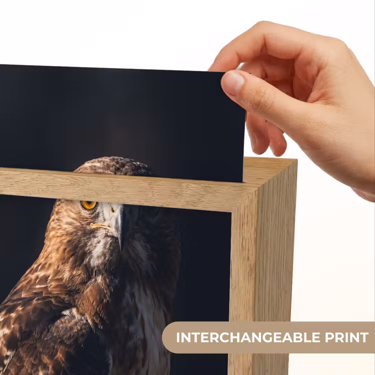 Roofvogel - Buizerd - Bruin Light Box met kabel (Kinderlampje) klein -USP_websiteprintEN