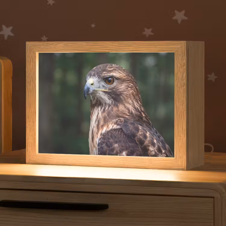 Buizerd - Roofvogel - Natuur - Bruin Light Box met kabel (Kinderlampje) klein -zzz_3d_website