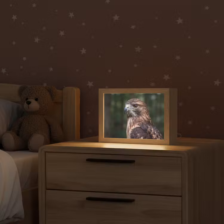Buizerd - Roofvogel - Natuur - Bruin Light Box met kabel (Kinderlampje) klein -sfeer1_kind
