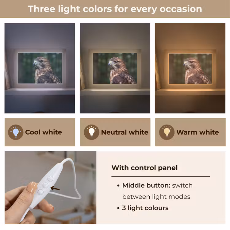 Buizerd - Roofvogel - Natuur - Bruin Light Box met kabel (Kinderlampje) klein -USP_lichtkleurEN