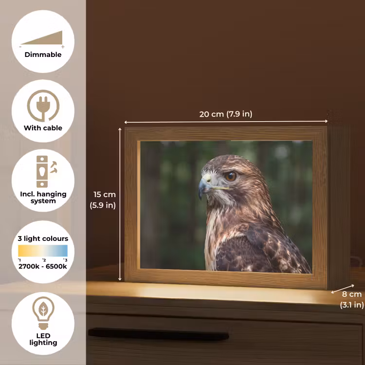 Buizerd - Roofvogel - Natuur - Bruin Light Box met kabel (Kinderlampje) klein -USP_EN