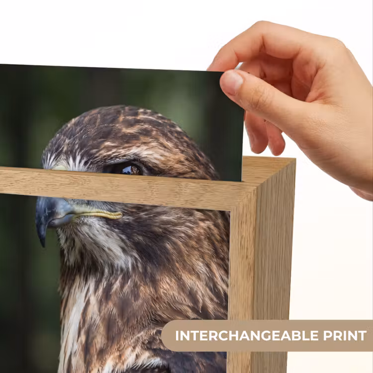 Buizerd - Roofvogel - Natuur - Bruin Light Box met kabel (Kinderlampje) klein -USP_websiteprintEN