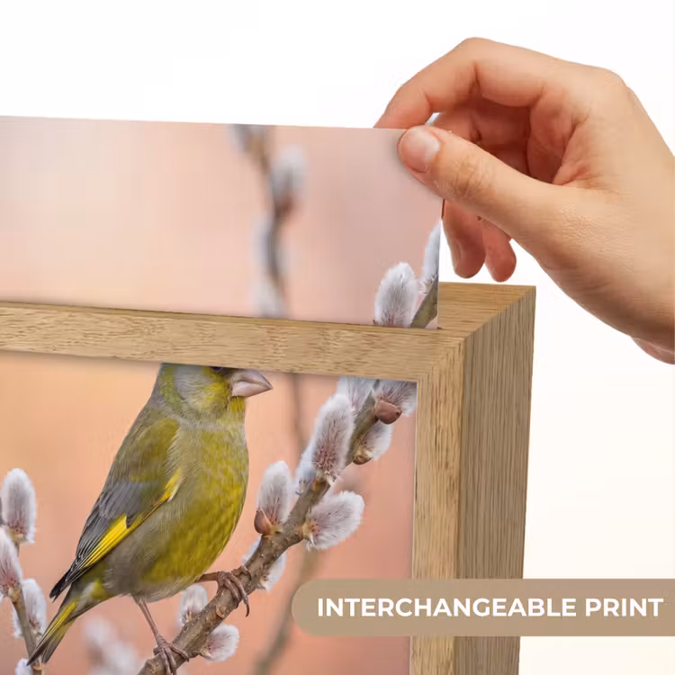 Groenling - Katjes - Lente - Natuur - Zacht Light Box met kabel (Kinderlampje) klein -USP_websiteprintEN