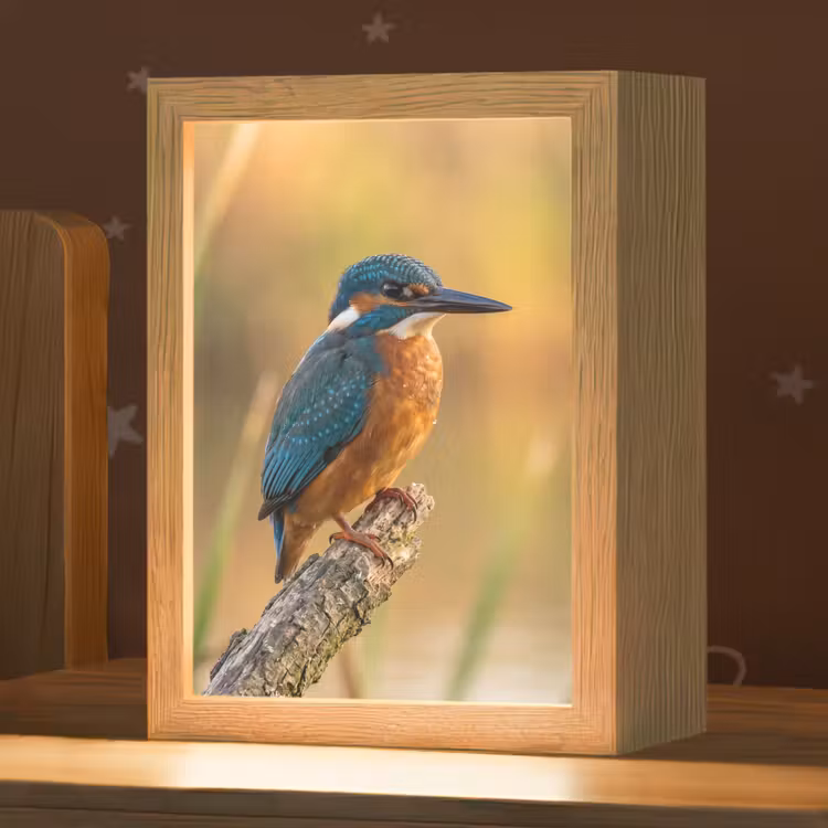IJsvogel - Tak - Water - Kleurrijk - Levendig Light Box met kabel (Kinderlampje) klein -zzz_3d_website
