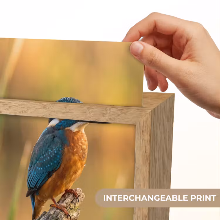 IJsvogel - Tak - Water - Kleurrijk - Levendig Light Box met kabel (Kinderlampje) klein -USP_websiteprintEN