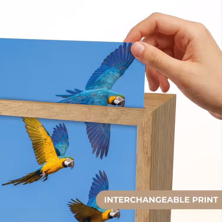 Papagaai - Vliegen - Blauw - Geel Light Box met kabel (Kinderlampje) klein -USP_websiteprintEN