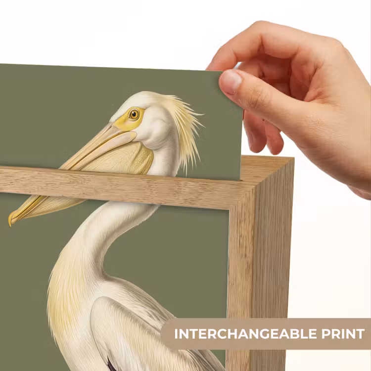Pelikaan - Wit - Vogel - Klassiek - Natuur Light Box met kabel (Kinderlampje) klein -USP_websiteprintEN