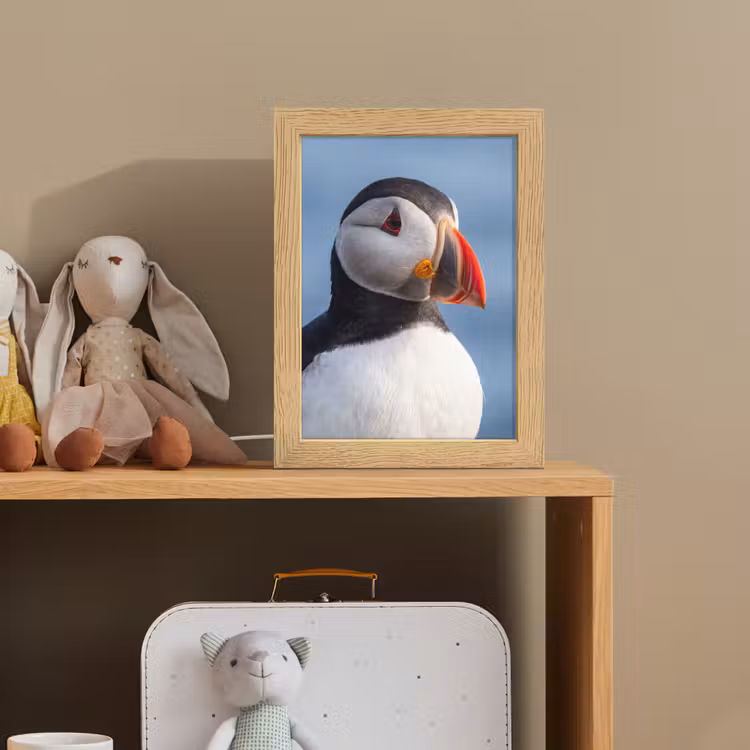 Papegaaiduiker - Portret - Natuur Light Box met kabel (Kinderlampje) klein -sfeer2_kind