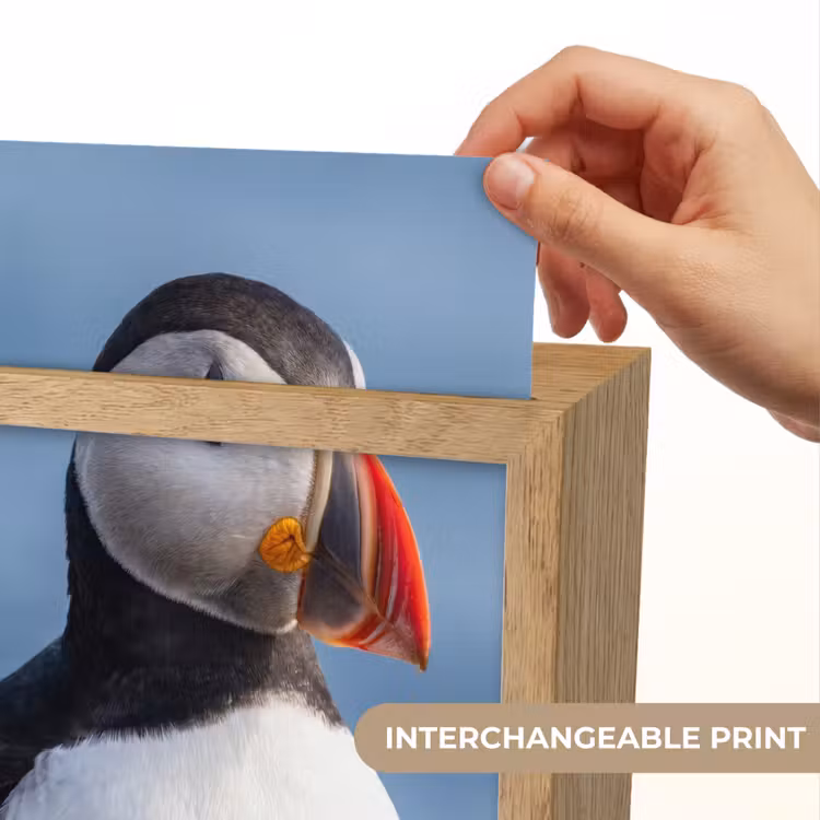 Papegaaiduiker - Portret - Natuur Light Box met kabel (Kinderlampje) klein -USP_websiteprintEN