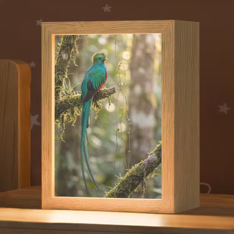 Quetzal - Jungle - Natuur - Groen Light Box met kabel (Kinderlampje) klein -zzz_3d_website