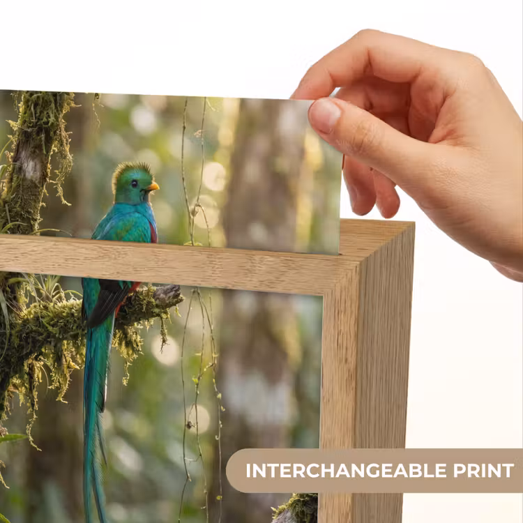 Quetzal - Jungle - Natuur - Groen Light Box met kabel (Kinderlampje) klein -USP_websiteprintEN