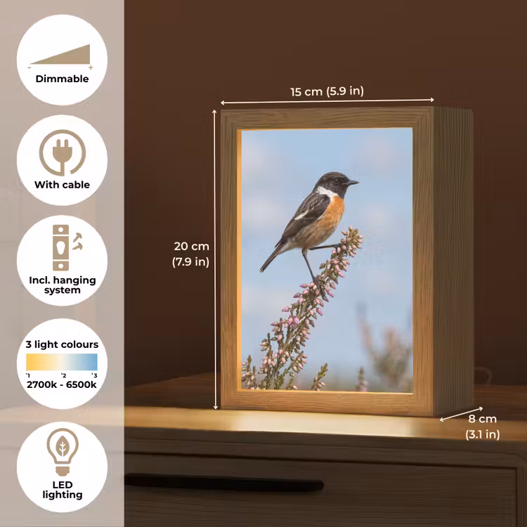 Roodborsttapuit - Heide - Paars - Natuur - Sfeervol Light Box met kabel (Kinderlampje) klein -USP_EN