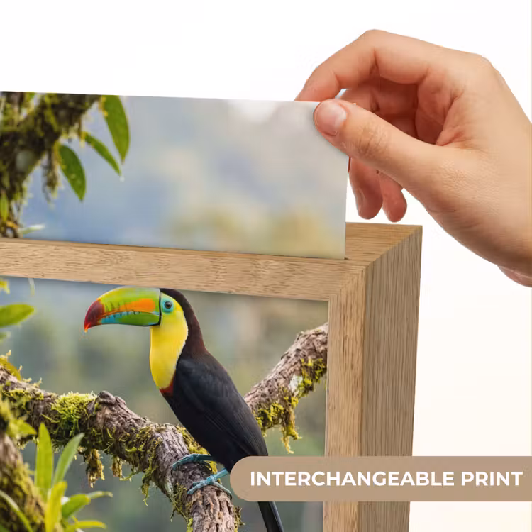 Toekan - Jungle - Natuur - Kleurrijk Light Box met kabel (Kinderlampje) klein -USP_websiteprintEN