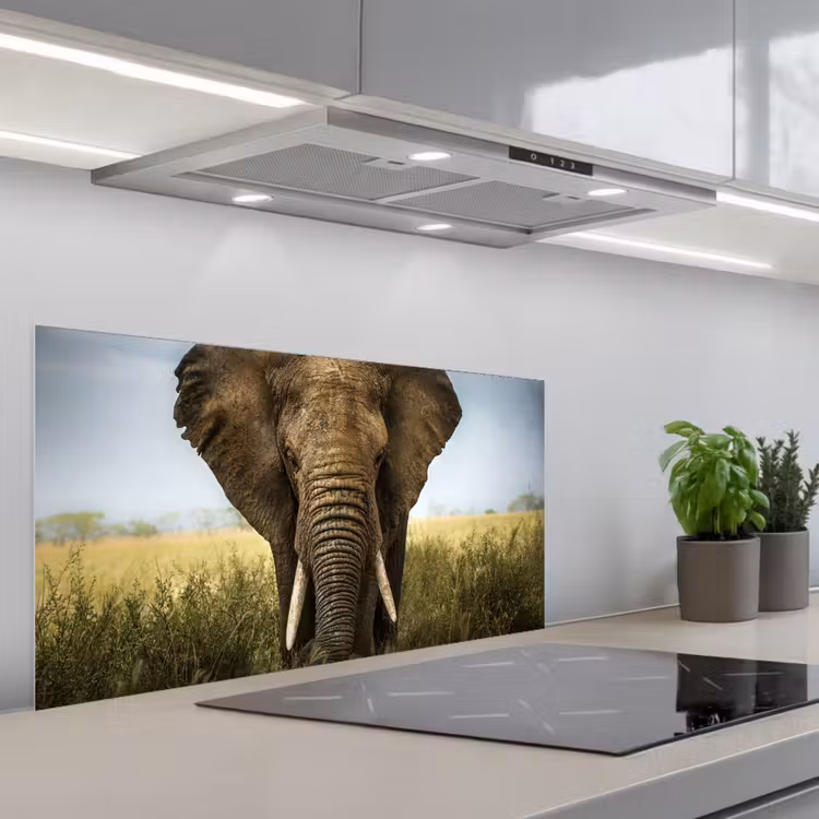 Olifant - Natuur - Gras - Dieren - Landschap keuken achterwand spatscherm middel -3d_schuin