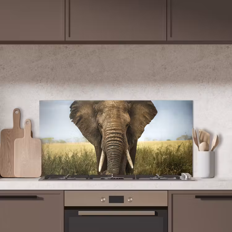 Olifant - Natuur - Gras - Dieren - Landschap keuken achterwand spatscherm middel -sfeer2