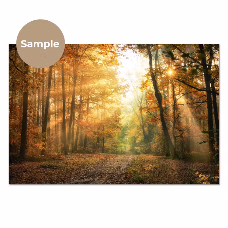 Bos - Herfst - Zon - Landschap - Natuur - Bomen - Bladeren keuken achterwand sample klein -3d_EN