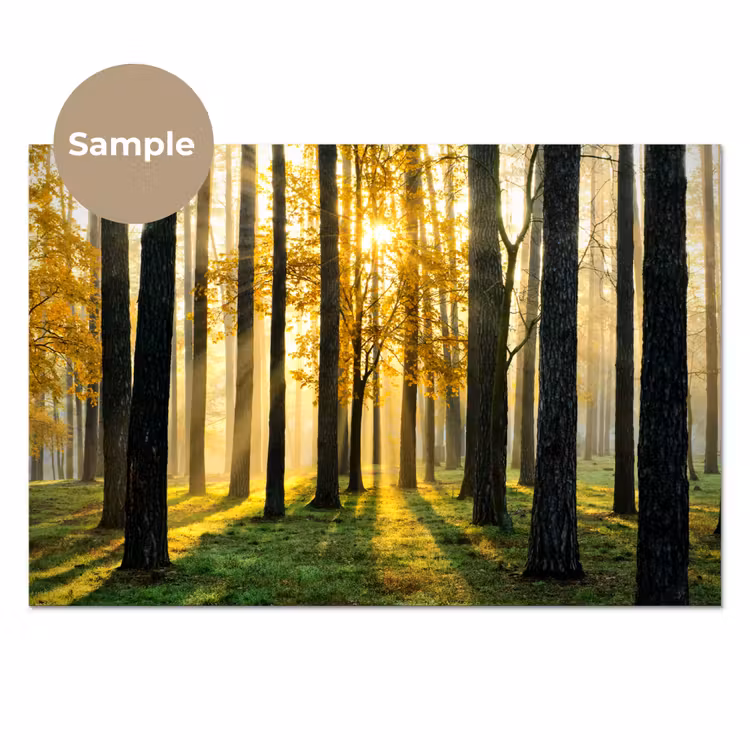 Bos - Zon - Bomen - Gras - Landschap - Natuur keuken achterwand sample klein -3d_EN
