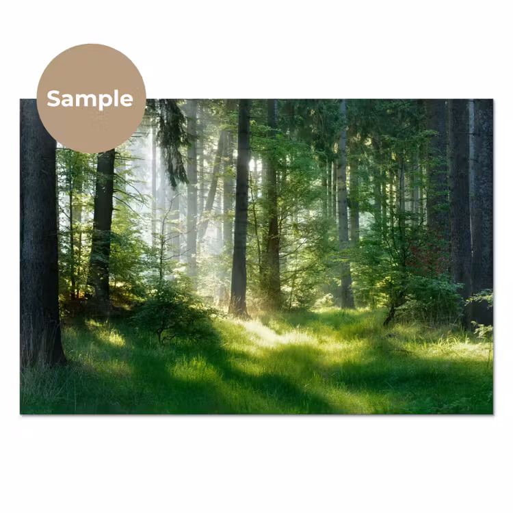 Natuur - Bomen - Bos - Groen - Zon - Gras - Planten keuken achterwand sample klein -3d_EN