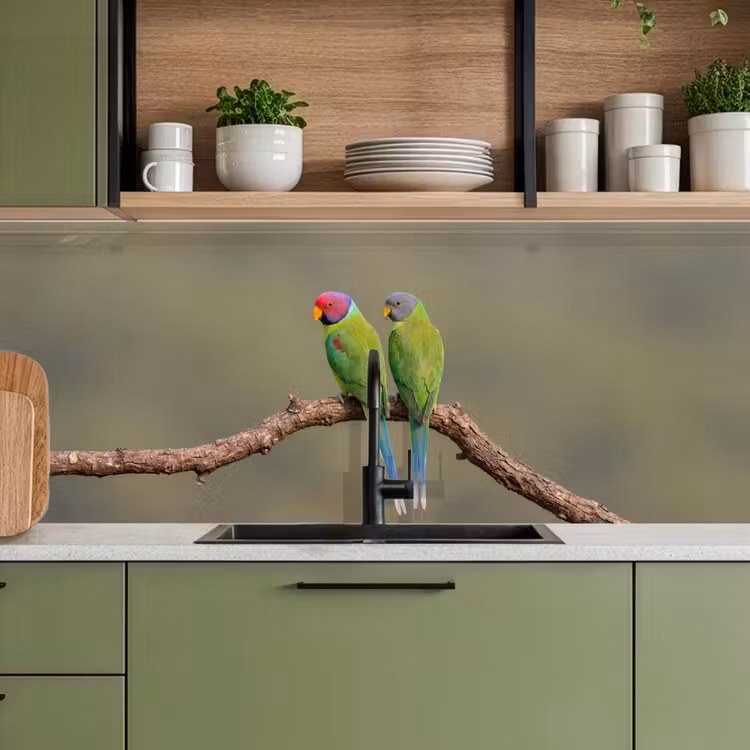 Papagaai - Tak - Natuur - Kleurrijk keuken achterwand 2 middel -sfeer3