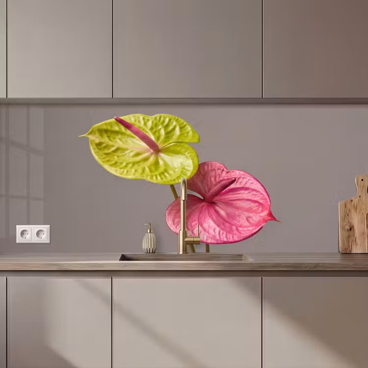 Planten - Anthurium - Groen - Roze keuken achterwand 2 middel zz_3dshopping