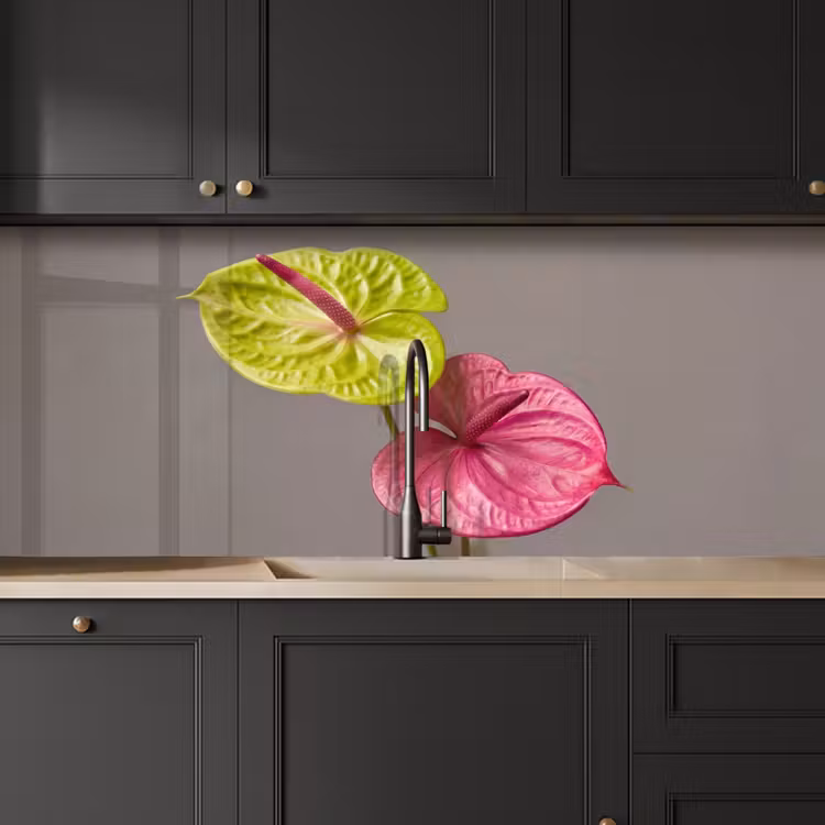 Planten - Anthurium - Groen - Roze keuken achterwand 2 middel -sfeer1