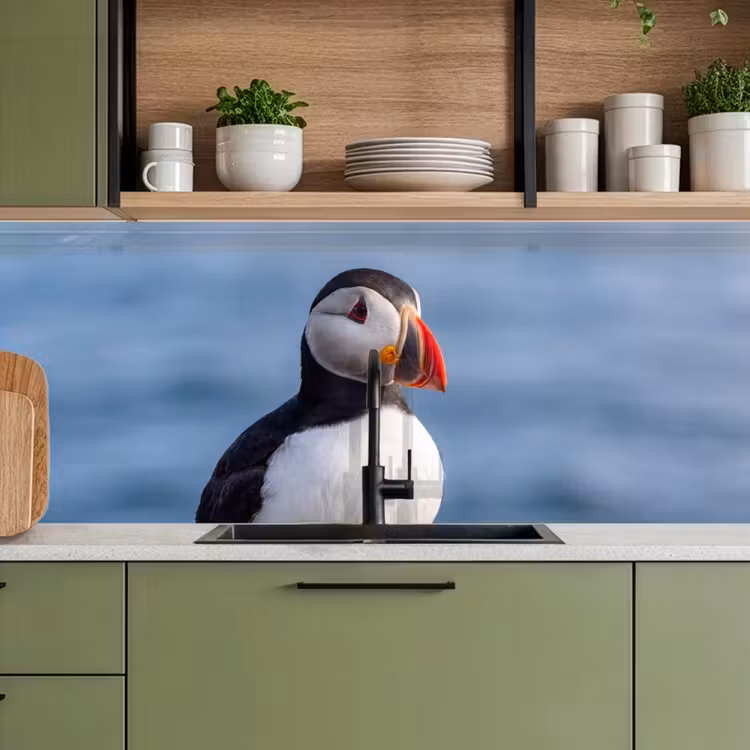 Papegaaiduiker - Portret - Natuur keuken achterwand 2 middel -sfeer3