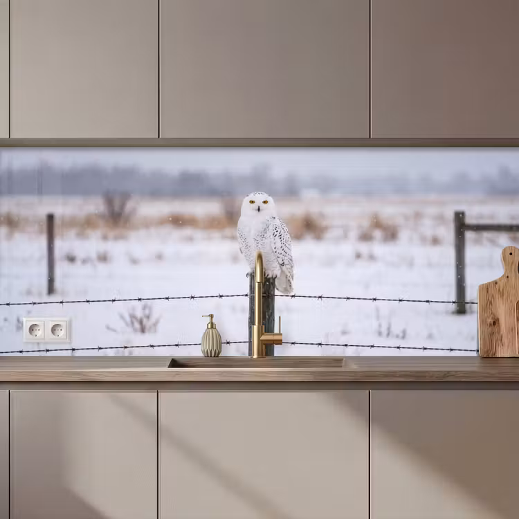 Sneeuwuil - Hek - Sneeuw - Wit keuken achterwand 2 middel zz_3dshopping