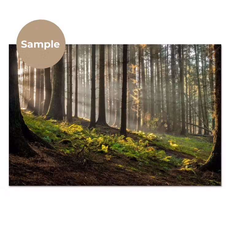 Zon - Takken - Bomen - Bos - Natuur keuken achterwand sample klein -3d_EN