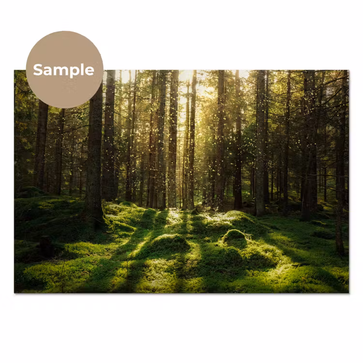Bomen - Bos - Mos - Planten - Zon - Natuur keuken achterwand sample klein -3d_EN