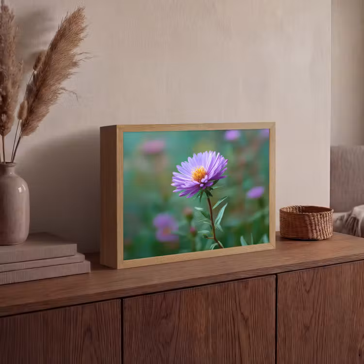 Aster - Paars - Bloem - Blaadjes Light Box met batterij (Wandlamp) middel -sfeer2