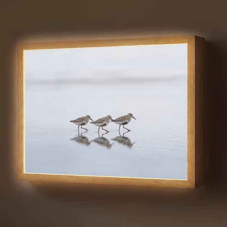 Vogels - Water - Grijs Light Box met batterij (Wandlamp) middel -z3d_website