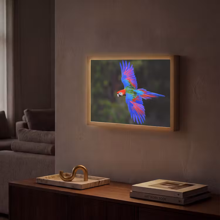 Felgekleurd - Papegaai - Bos - Vleugels Light Box met batterij (Wandlamp) middel -sfeer1