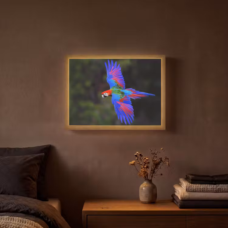 Felgekleurd - Papegaai - Bos - Vleugels Light Box met batterij (Wandlamp) middel -sfeer4