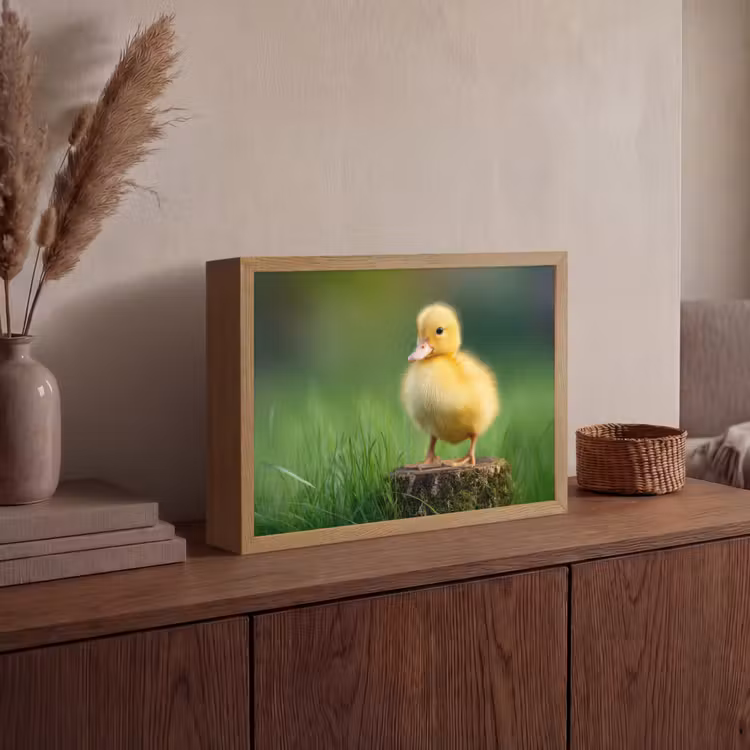 Kuiken - Eend - Geel - Gras Light Box met batterij (Wandlamp) middel -sfeer2