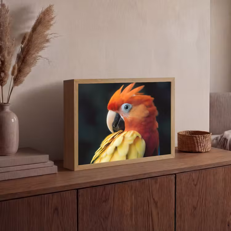 Close-up - Papegaai - Veren - Oranje Light Box met batterij (Wandlamp) middel -sfeer2
