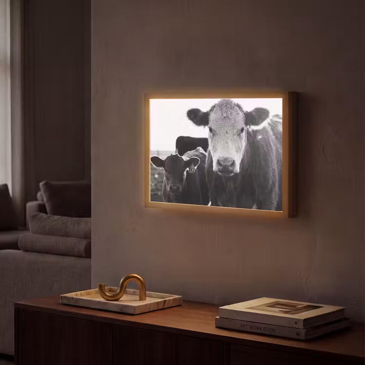 Koeien - Zwart - Wit Light Box met batterij (Wandlamp) middel -sfeer1