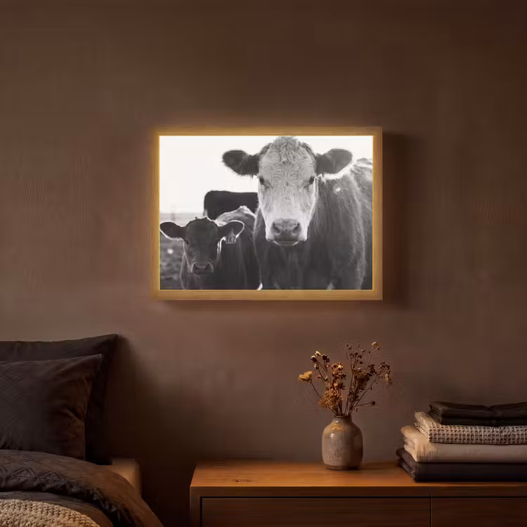 Koeien - Zwart - Wit Light Box met batterij (Wandlamp) middel -sfeer4