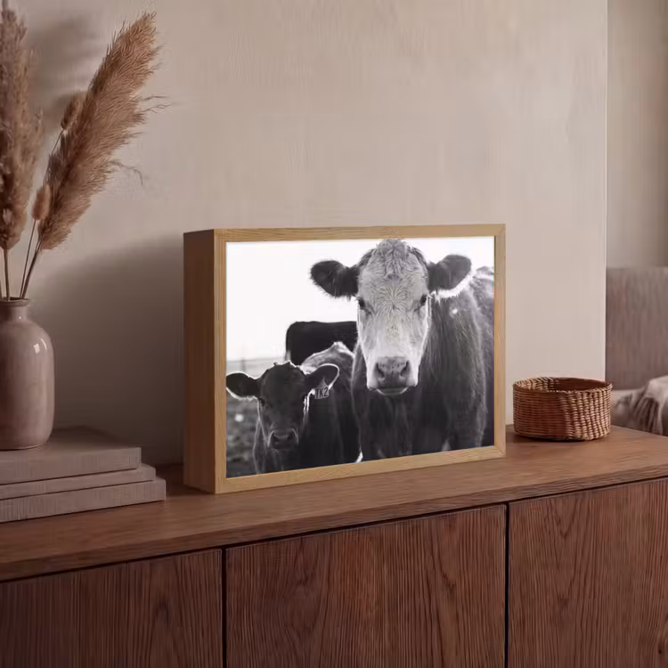 Koeien - Zwart - Wit Light Box met batterij (Wandlamp) middel -sfeer2
