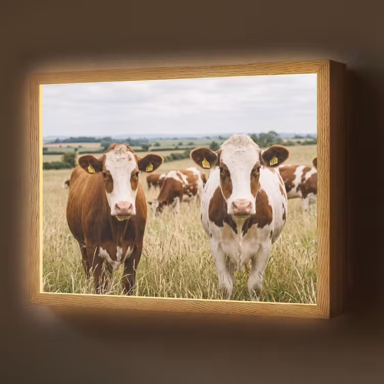 Koeien - Portret - Weide - Boerderij - Nieuwsgierig Light Box met batterij (Wandlamp) middel -z3d_website