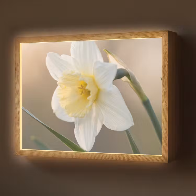 Narcis - Bloem - Minimalistisch Light Box met batterij (Wandlamp) middel -z3d_website