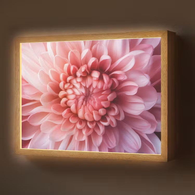 Dahlia - Bloem - Close up - Roze Light Box met batterij (Wandlamp) middel -z3d_website